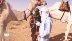 Une des principales courses de chameaux du Sahara se tient au Niger