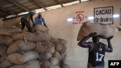 Des ouvriers empilent des sacs de fèves de cacao dans l'entrepôt d'une coopérative de cacao du village d'Hermankono, le 14 novembre 2023. (Photo de Sia KAMBOU / AFP)