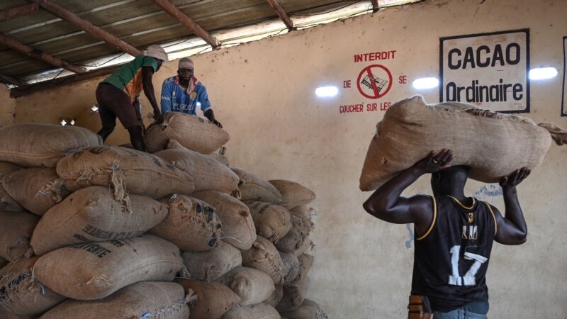 Cacao ivoirien : Hausse du prix d'achat bord champ en vue, vers une meilleure rémunération des producteurs ?