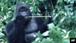 Un gorille des montagnes dans la forêt congolaise, en 1997.