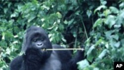 Un gorille des montagnes dans la forêt au Congo, Octobre 1997.