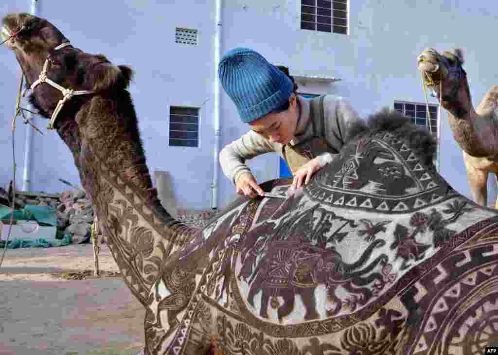 Japanese hairdresser Megumi Takeichi cuts patterns into the hair of a camel ahead of the Bikaner Camel Festival in Bikaner in the western Indian state of Rajasthan, Jan. 10, 2019.