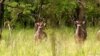 Bois-cavalos, Reserva do Gilé