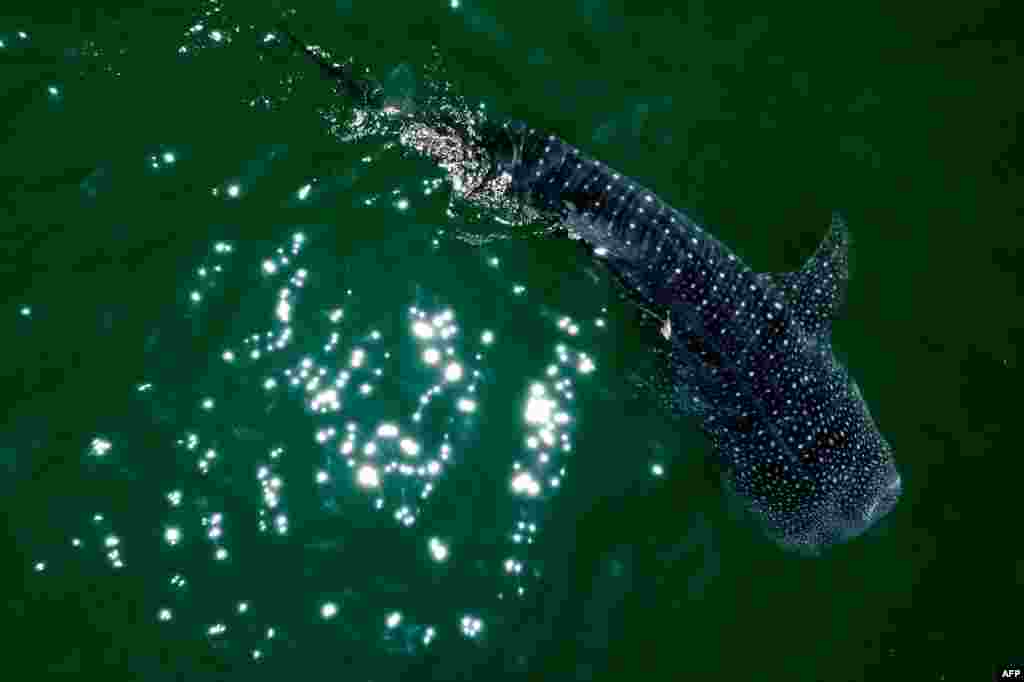 Aerial view a whale shark (Rhincodon Typu) swimming in the Sea of Cortez at Bahia de los Angeles, Baja California state, Mexico, July 17, 2021.