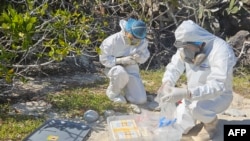 This handout picture from Galapagos National Park Authority shows Galapagos National Park technicians examining birds on Genovesa Island in the Galapagos Archipelago, Ecuador, on Sept. 18, 2023. The first three cases of avian influenza were detected in the Galapagos Islands.