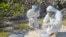This handout picture from Galapagos National Park Authority shows Galapagos National Park technicians examining birds on Genovesa Island in the Galapagos Archipelago, Ecuador, on Sept. 18, 2023. The first three cases of avian influenza were detected in the Galapagos Islands.