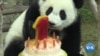 Panda fête son anniversaire en Malaisie avec une carotte et un gâteau glacé