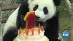 Panda fête son anniversaire en Malaisie avec une carotte et un gâteau glacé