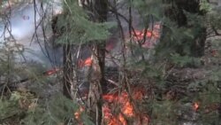 森林野火威脅舊金山的電網