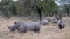 FILE - Rhinos come out from under trees at Hlane Royal National Park, in eastern Eswatini, then Swaziland, July 1, 2010.