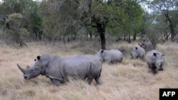 FILE - Rhinos come out from under trees at Hlane Royal National Park, in eastern Eswatini, then Swaziland, July 1, 2010.