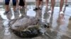 Penyu hijau (Chelonia mydas) yang diselamatkan dari pemburu dan pedagang, dilepaskan ke laut di pantai Kuta di Bali, 8 Januari 2022, dalam foto ini diambil oleh Antara Foto. (Fikri Yusuf/Antara Foto via REUTERS)