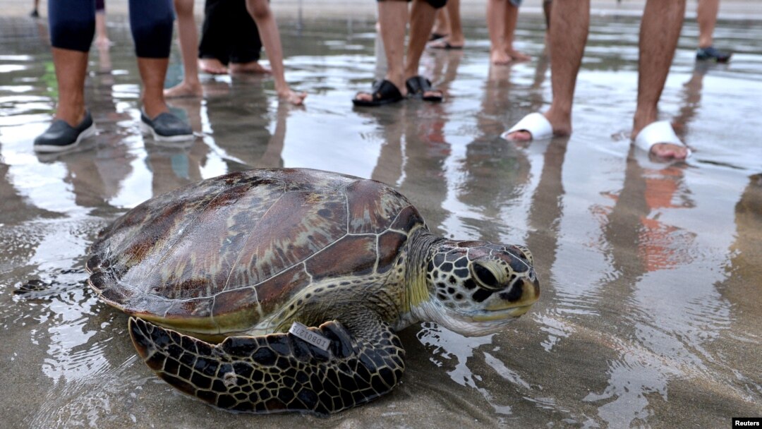 Penyu hijau (Chelonia mydas) yang diselamatkan dari pemburu dan pedagang, dilepaskan ke laut di pantai Kuta di Bali, 8 Januari 2022, dalam foto ini diambil oleh Antara Foto. (Fikri Yusuf/Antara Foto via REUTERS)