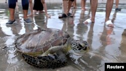 Penyu hijau (Chelonia mydas) yang diselamatkan dari pemburu dan pedagang, dilepaskan ke laut di pantai Kuta di Bali, 8 Januari 2022, dalam foto ini diambil oleh Antara Foto. (Fikri Yusuf/Antara Foto via REUTERS)