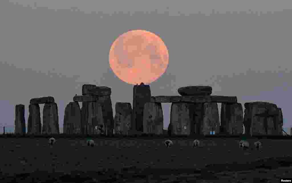 Sheep graze as the full moon, known as the &quot;Super Pink Moon,&quot; sets behind Stonehenge stone circle near Amesbury, Britain.