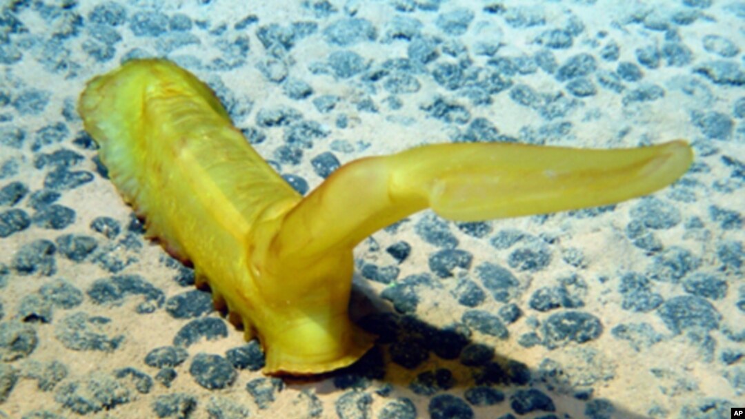 In the Pacific Ocean, a sea cucumber deploys its upright 'sail' to use current energy to transport itself along the sea floor.