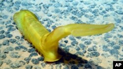 In the Pacific Ocean, a sea cucumber deploys its upright 'sail' to use current energy to transport itself along the sea floor.