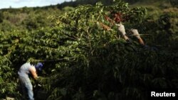 Las buenas prácticas fitosanitarias se extenderán al resto de cultivos para lograr erradicar la enfermedad.