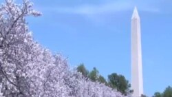 美國首都華盛頓櫻花盛開