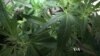 Washington DC Has First Marijuana Seed Exchange
