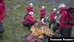 A St. Bernard dog Daisy is being strapped to a stretcher by a rescue team member during a rescue action in Brown Tongue, Scafell Pike, Cumbria, July 27, 2020.