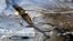 FILE - A bald eagle flies over the Des Moines River near Pella, Iowa., Jan 11, 2009. Greg Sheehan, head of the U.S. Fish and Wildlife Service, is stepping down after a 14-month tenure in which he proposed broad changes to rules governing protections for thousands of plant and animal species.