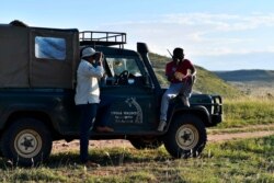 Conservationist Symon Masiaine, left, searches for giraffes at Loisaba conservancy in Laikipia, Aug. 5, 2019. In Kenya, as across the wider African continent, the number of the world's tallest mammals have steadily declined in recent decades.