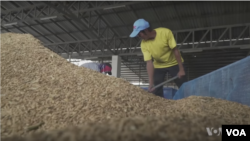 A Thai rice farmer at work.