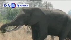 VOA60 Africa 25 Setembro 2013