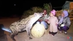 Seenaa waraabessa nyaachisuu kan magaalaa Harar