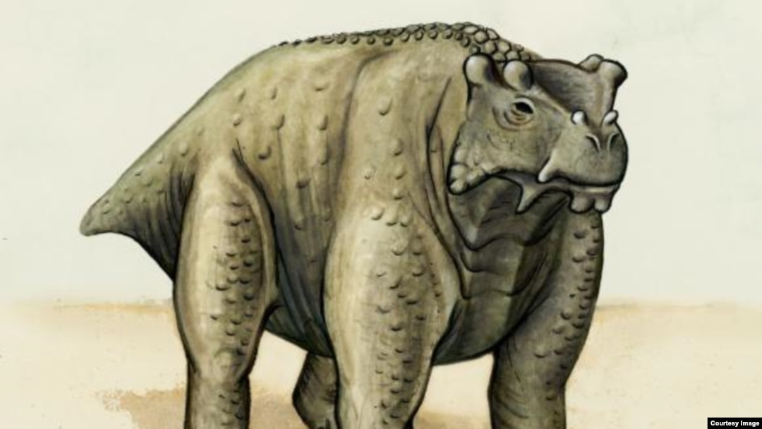 About the same size as a cow, this pre-reptile also stood the same way — upright with its legs underneath. It may be the earliest known creature to do so, according to a new study. (Brown University)