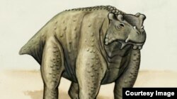 About the same size as a cow, this pre-reptile also stood the same way — upright with its legs underneath. It may be the earliest known creature to do so, according to a new study. (Brown University)