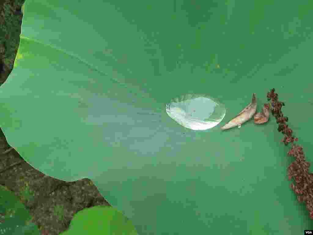 Nilüferlerin yetiştiği sulak alanı Anacostia Nehri besliyor