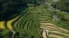 FILE - An aerial view of rice terraces in Kitasho village, Okayama prefecture, Japan, on Sept. 7, 2024.