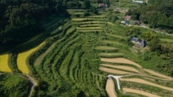 Pemandangan dari udara tampak sawah terasering di desa Kitasho, prefektur Okayama, Jepang, 7 September 2024. (Foto: Ayaka McGill/AP Photo)