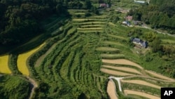 FILE - An aerial view of rice terraces in Kitasho village, Okayama prefecture, Japan, on Sept. 7, 2024.