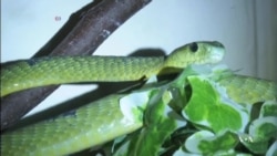 Scientists Developing Anti-Venom Against All Sub-Saharan Snakes