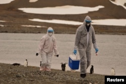 FILE - Researchers wearing protective suits collect samples of wildlife, where the H5N1 bird flu virus was detected, at the Chilean Antarctic Territory, Antarctica. (Instituto Antartico Chileno/Handout via REUTERS)