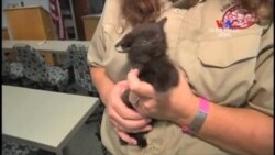 SHORT VIDEO: Փրկված փիսիկը