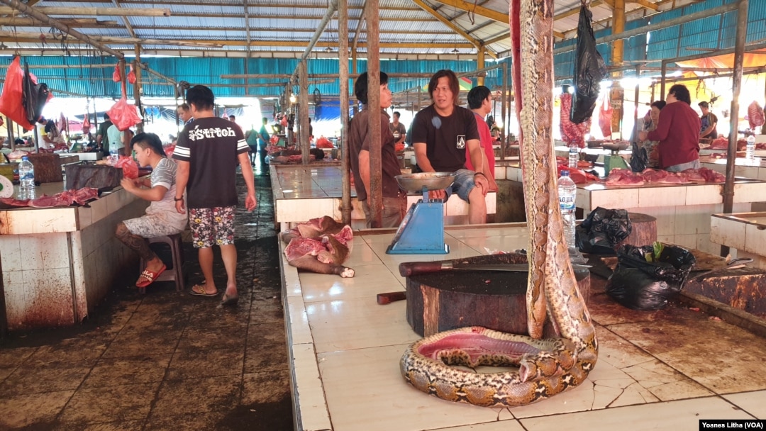 Ular sawah yang ditawarkan seharga Rp50 ribu per kilogram di pasar ekstrem, Tomohon, Sulawesi Utara, 10 Maret 2020. Pasar daging hewan di Tomohon, Sulawesi Utara memutuskan menghentikan penjualan daging anjing dan kucing. (Foto: Yoanes Litha/VOA)