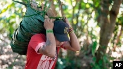 Pure Juma, son of Borea Juma, carries a basket filled with cassava on a jungle path in the Juma Indigenous community. "I kind of broke the anthropology rules and followed my mother's lineage," he said. "If I don't identify myself as Juma, who else will?"