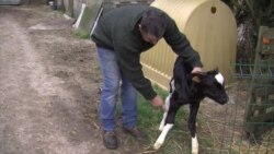 French Farmer Sues Wind Farm Over Stressed Cows