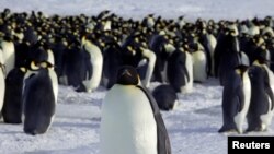 FILE - Emperor penguins are seen in Dumont d'Urville, Antarctica, April 10, 2012. 