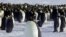 FILE - Emperor penguins are seen in Dumont d'Urville, Antarctica, April 10, 2012. 