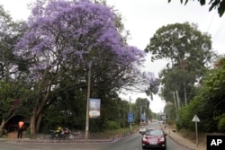 A Jacaranda tree in bloom in Nairobi, Kenya, Thursday, Oct. 26, 2023. Every year in early October, clusters of purple haze dot Nairobi's tree line as the city's jacaranda trees come into bloom. (AP Photo/Sayyid Abdul Azim)