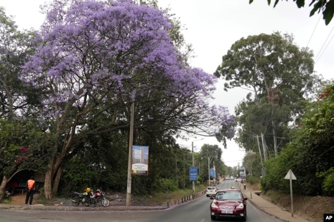 A Jacaranda tree in bloom in Nairobi, Kenya, Thursday, Oct. 26, 2023. Every year in early October, clusters of purple haze dot Nairobi's tree line as the city's jacaranda trees come into bloom. (AP Photo/Sayyid Abdul Azim)