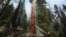 A sequoia is sprayed as the Windy Fire burns amid Sequoias in Sequoia National Forest near California Hot Springs, California, September 21, 2021 . 