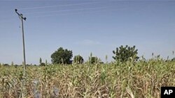 นักวิจัยสหรัฐฯ และอังกฤษพบกลไกในเซลพืชที่ควบคุมโปรตีนเพื่อต้านทานภาวะน้ำท่วม