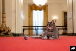 FILE - Willow, the Biden family's new pet cat, lies on a carpet in the White House in Washington on Jan. 27, 2022. (Erin Scott/The White House via AP, File)