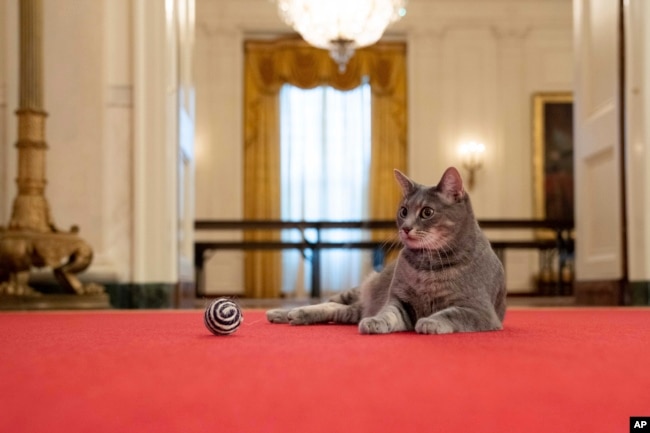 FILE - Willow, the Biden family's new pet cat, lies on a carpet in the White House in Washington on Jan. 27, 2022. (Erin Scott/The White House via AP, File)